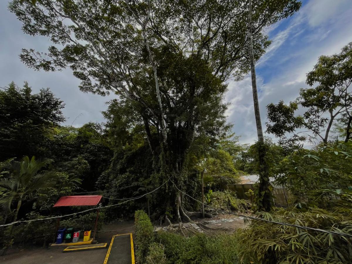 Los Amigos Jungle Hotel 托尔图格罗 外观 照片