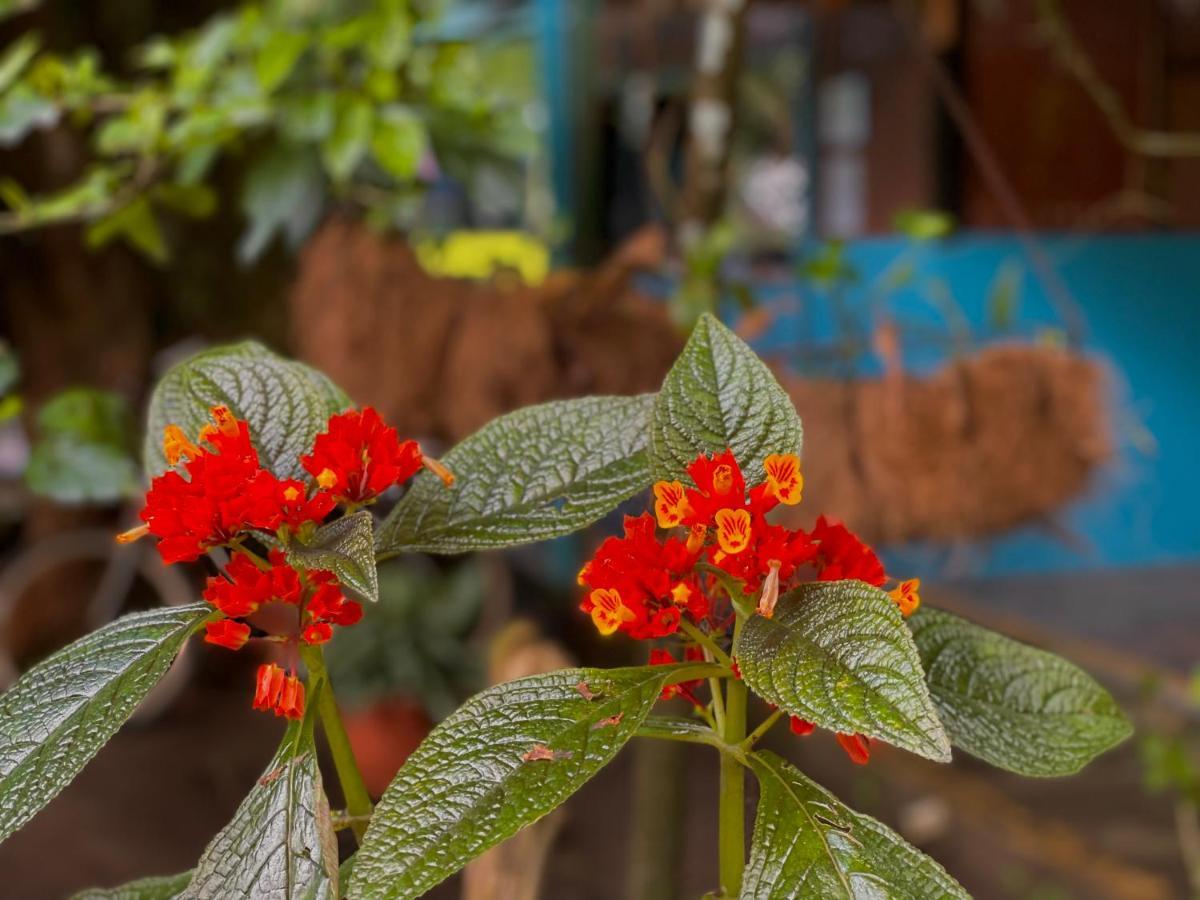 Los Amigos Jungle Hotel 托尔图格罗 外观 照片